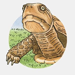 Illustration of tortoise head