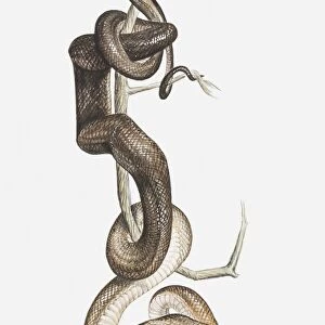 Illustration of a Tree boa (Corallus sp. ) coiled around a tree branch, preying