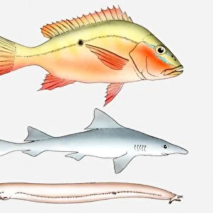 Illustration of three types of fish, Bony fish (Osteichthyes), Cartilaginous fish (Chondrichthyes), and Jawless fish (Agnatha)
