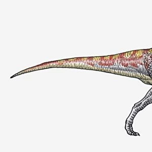 Illustration of Tyrannosaurus theropod dinosaur