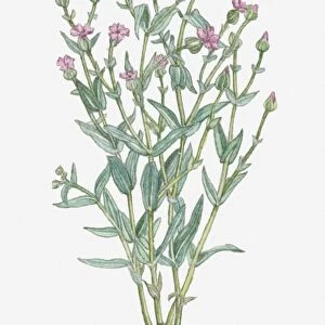Illustration of Vaccaria Hispanica (Cowherb, Cowcockle) bearing dark pink flowers and buds on tall stems with green leaves