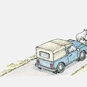 Illustration of a vehicle on a country road behind a flock of sheep