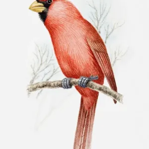 Northern Cardinal Bird Print Northern Cardinal Bird Print