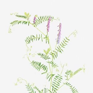 Illustration of Vicia cracca (Tufted vetch), slender, branching stems with pink flowers