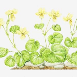 Illustration of Viola biflora (Yellow wood violet), leaves and yellow flowers