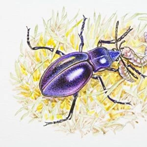 Illustration of Violet Ground Beetle (Carabus violaceus) feeding on caterpillar in grass