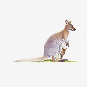 Illustration of wamp Wallaby (Wallabia bicolor) with joey in pouch