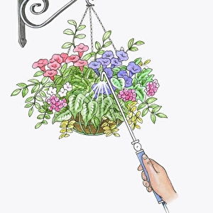 Illustration of watering hanging basket using watering wand