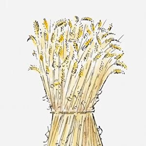Illustration of Wheat (Triticum spp. ) sheaf