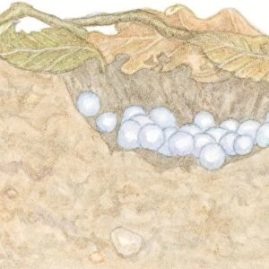 Illustration of white eggs of Garden Snail (Helix aspersa) in shallow hole under decaying leaves
