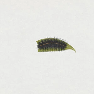 Illustration of White Ermine moth (Spilosoma lubricipeda) caterpillar on green leaf