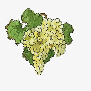 Illustration of white grapes