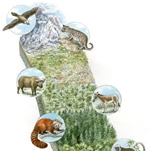 Illustration of wild animals whose habitat is snowy mountains, Great Plains, prairie, bamboo forest, jungle and tropical rainforest zones