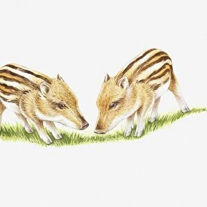 Illustration of two Wild Boar (Sus scrofa) piglet