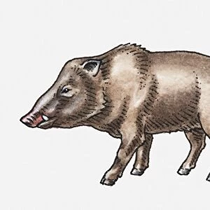 Illustration of Wild Boar (Sus scrofa), standing, head in profile