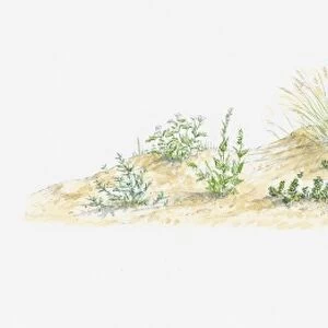 Illustration of wild flowers growing on sand dune