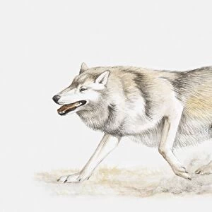 Illustration of a wolf scraping a mark on the ground