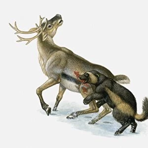 Illustration of Wolverine (Gulo gul) killing Caribou (Rangifer tarandus) in snow