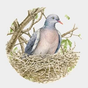 Illustration of a Wood pigeon (Columba palumbus) in a nest