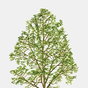 Illustration of Zanthoxylum americanum (Toothache Tree), showing summer leaves