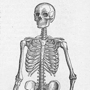 Image Type bone skeleton Object Science & Technology Medicine & Healthcare Subject