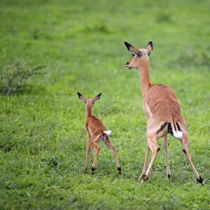 Impala (Aepyceros melampus) Female with Lamb - Urinating