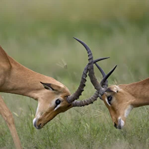 Impala Herd, Chobe National Park, Botswana