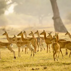 Impala and Puku Print, South Luangwa NP, Zambia Impala and Puku Print, South Luangwa NP, Zambia