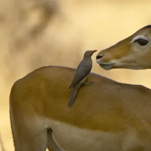 Impala and Red-billed Oxpecker, Ruaha NP, Tanzania