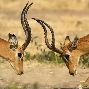 Impala, Ruaha National Park, Tanzania Impala, Ruaha National Park, Tanzania