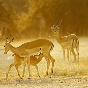 Impala, Ruaha NP, Tanzania