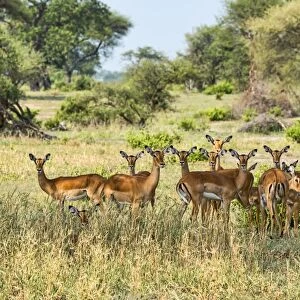 Impalas -Aepyceros melampus-, Tanzania