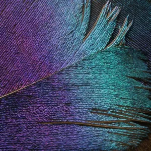 Impeyan Pheasant Feather (Phasianidae) Close-Up Impeyan Pheasant Feather (Phasianidae) Close-Up