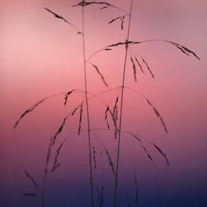 and is an important foraging grass for reindeer (caribou) and is an important foraging grass for reindeer (caribou)