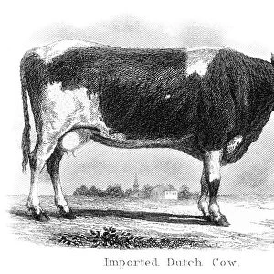 Imported dutch cow engraving 1873