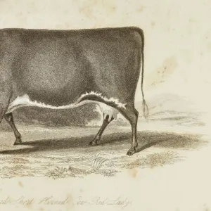 Improved Short horn cow 1841