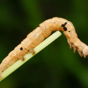 Inchworm Inchworm