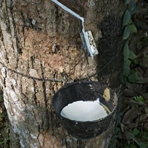 Incised Rubber Tree -Hevea brasiliensis- with collecting vessel, natural rubber production on a plantation, Peermade, Kerala, India