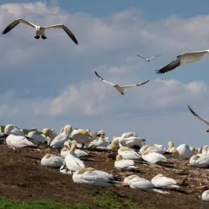 Incoming gannets