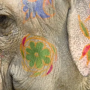 India, Allahabad, painted elephant, close-up India, Allahabad, painted elephant, close-up