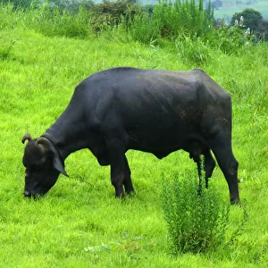 Indian Buffalo