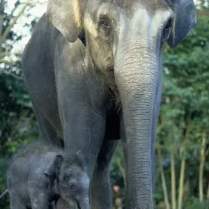 Indian Elephants Print - Mother and Baby Indian Elephants Print - Mother and Baby