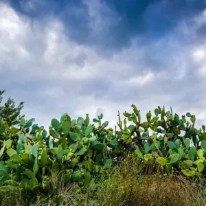 Indian fig opuntia Indian fig opuntia