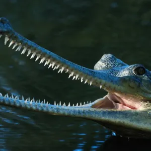 Indian Gharial Close-Up Print