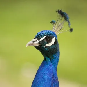 Indian Peafowl or Blue Peafowl -Pavo cristatus-, male, North Rhine-Westphalia, Germany Indian Peafowl or Blue Peafowl -Pavo cristatus-, male, North Rhine-Westphalia, Germany