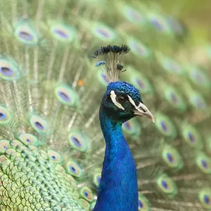 Indian Peafowl or Blue Peafowl -Pavo cristatus-, male displaying, North Rhine-Westphalia, Germany Indian Peafowl or Blue Peafowl -Pavo cristatus-, male displaying, North Rhine-Westphalia, Germany
