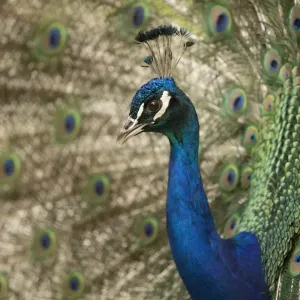 Indian Peafowl or Blue Peafowl -Pavo cristatus-, male displaying, North Rhine-Westphalia, Germany Indian Peafowl or Blue Peafowl -Pavo cristatus-, male displaying, North Rhine-Westphalia, Germany