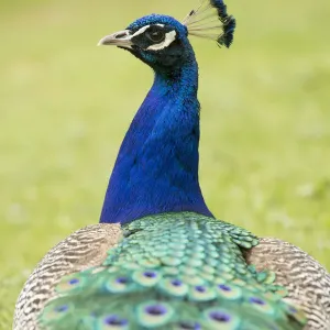 Blue Peafowl Print - Male Pavo cristatus in North Rhine-Westphalia, Germany Blue Peafowl Print - Male Pavo cristatus in North Rhine-Westphalia, Germany