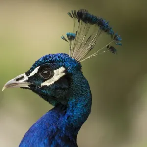 Indian Peafowl or Blue Peafowl -Pavo cristatus-, male, North Rhine-Westphalia, Germany Indian Peafowl or Blue Peafowl -Pavo cristatus-, male, North Rhine-Westphalia, Germany