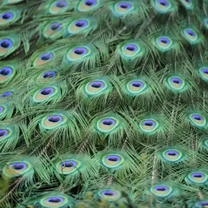 Indian Peafowl or Blue Peafowl -Pavo cristatus-, male, detail of peacock feathers Indian Peafowl or Blue Peafowl -Pavo cristatus-, male, detail of peacock feathers